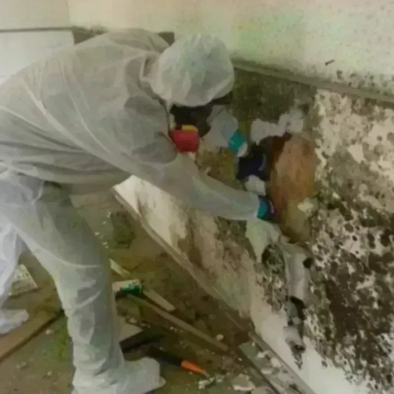 Mold Remediation and Removal in Bellefontaine, OH